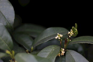 绿叶间的小巧黄色花朵