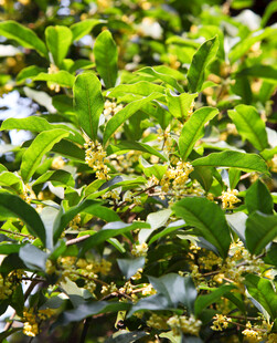 绿叶丛中绽放的细碎桂花