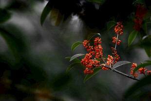雨中娇艳的红色花卉