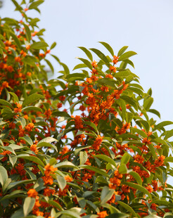 枝头橙果绿叶相映成趣