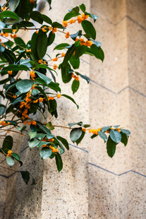 墙边绿叶橙花植物特写