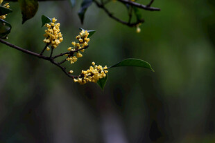 枝头绽放的金黄桂花