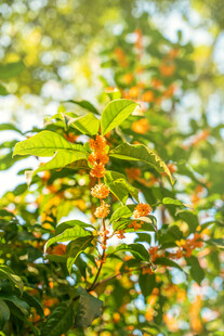 枝头橙果绿叶相映成趣