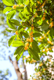 枝头绿叶间的黄色果实