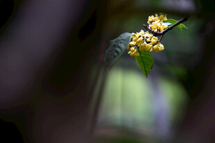 枝头绽放的黄色小花