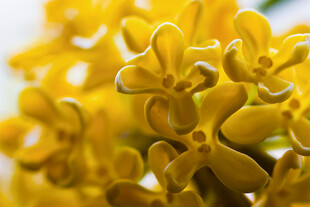 黄色簇状花朵特写