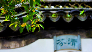 中式屋檐下的绿植与牌匾