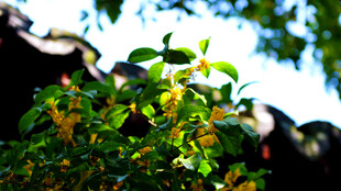 中式屋檐旁的翠绿枝叶