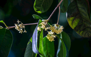 枝头绽放的淡黄色小花