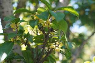 绿叶间的黄色小花