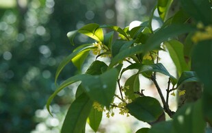 绿叶青翠的植物特写