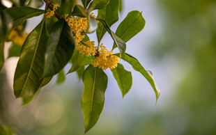 枝头绽放的金黄桂花