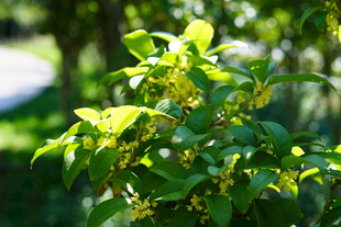 阳光下的翠绿繁茂植株