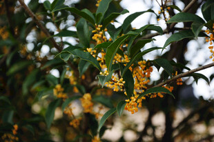 枝头绽放的黄色桂花