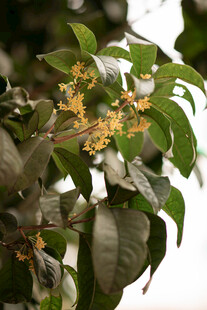 枝头绽放的簇簇桂花