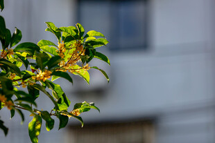 窗边翠绿枝叶特写