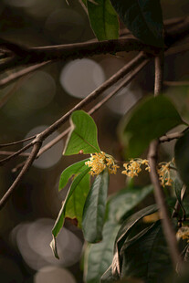 绿叶间的黄色小花