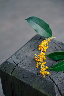 木上绽放的黄色小花