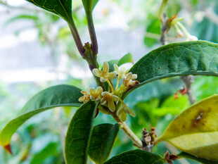 绿叶间的小花与果实