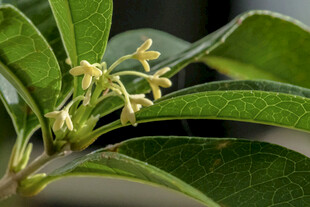 绿叶间的黄色小花