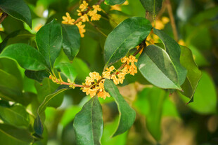 枝头绽放的金黄桂花