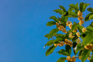 绿叶繁花映衬蓝天