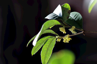 绿叶间的黄色小花