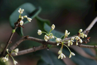 枝头绽放的白色小花