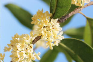 枝头盛开的金黄桂花