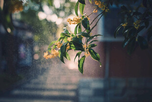 阳光下的枝叶与绽放花朵