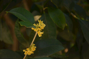 枝头绽放的黄色小花