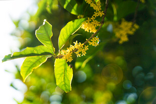 绿叶间的黄色小花