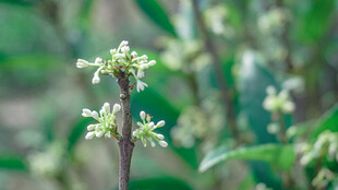 小巧精致的桂花