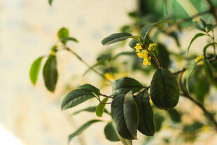 绿叶间的黄色小花