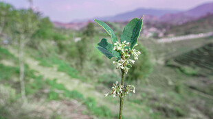 枝头绽放的清新绿色小花
