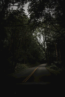 幽暗森林中的静谧道路