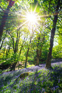 阳光洒落林间的静谧美景