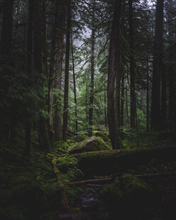 静谧森林中的自然景象