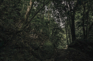 静谧幽深的森林景象