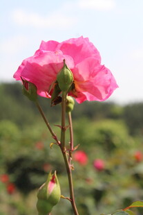 玫红色月季花