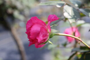 玫红色月季花