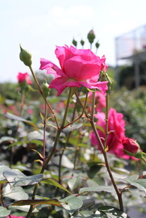 玫红色月季花