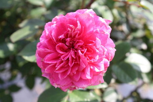 玫红色月季花