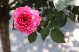 玫红色月季花