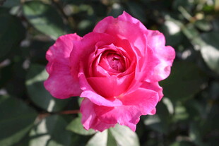 玫红色月季花