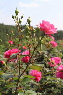 玫红色月季花