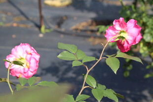 玫红色月季花