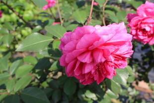 玫红色月季花