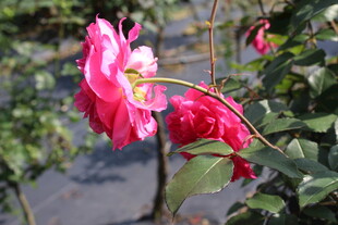 玫红色月季花