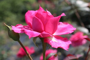 玫红色月季花